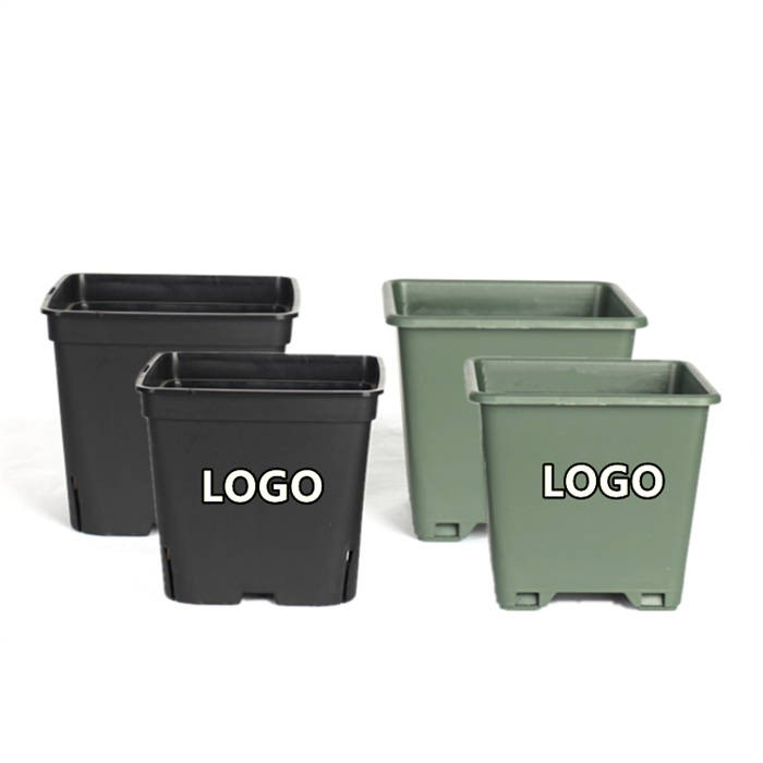 12 Square Blueberry Pot08
