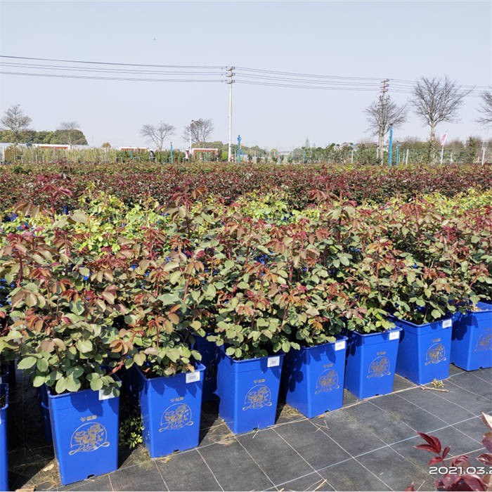 Square Pot For Plants06