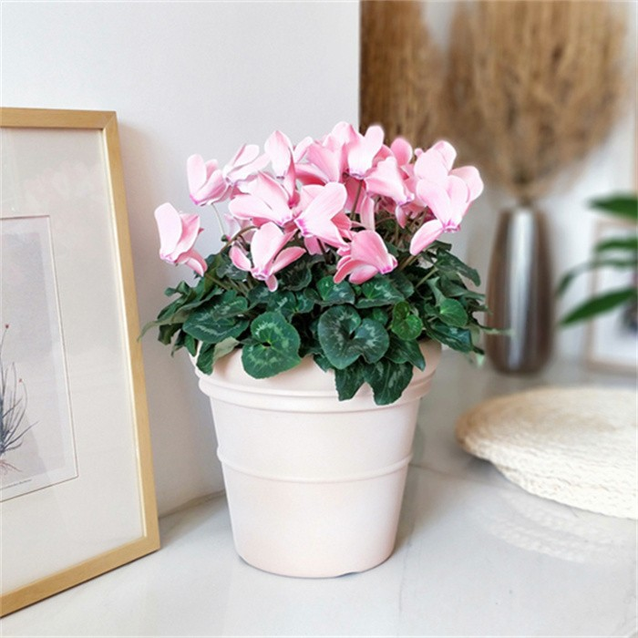 Plant Pots Planter
