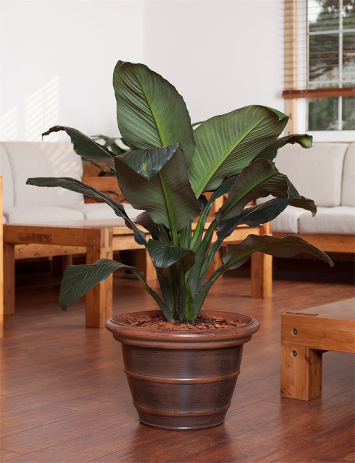Plastic Shiny Flower Pot