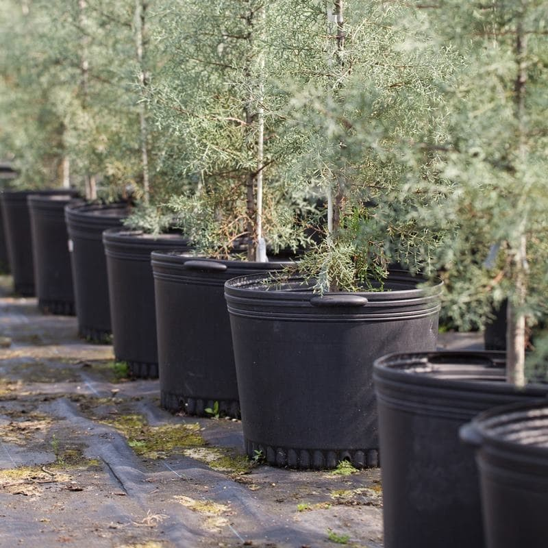 Bulk 5 Gallon Pots For Nurseries
