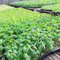 128 Seed Tray