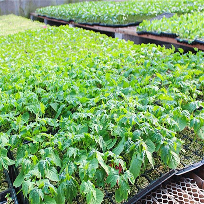 128 Seed Tray