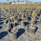 1 Gallon Wholesale Nursery Pot