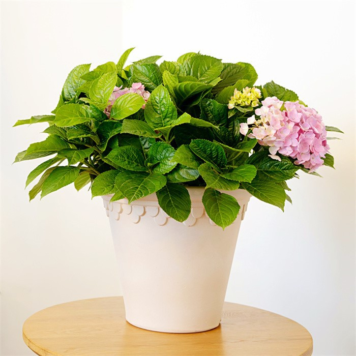 flower pots plastic05