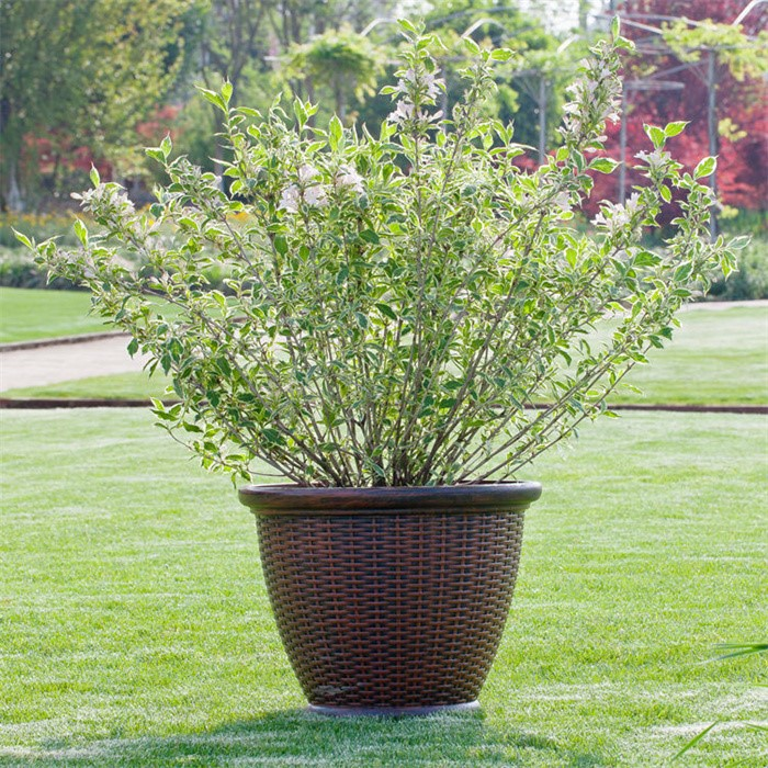 seagrass flower pot06
