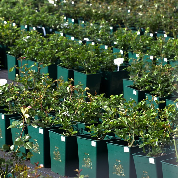 Large Square Planter06