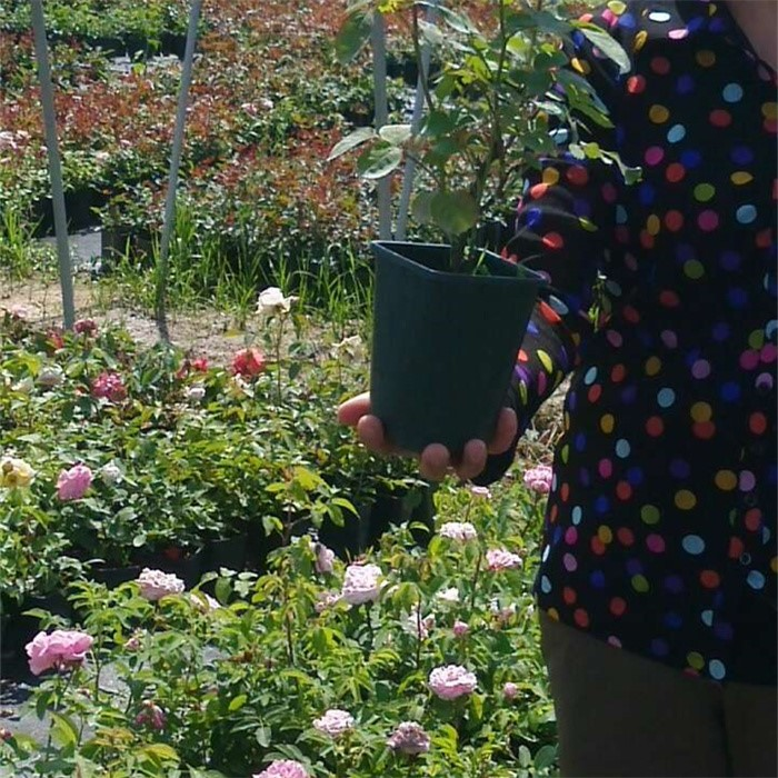 Blueberry Growing Square Pots07