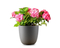 Self Watering Pots For Plants