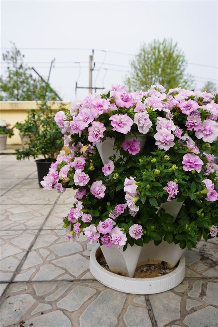 Strawberry Planter
