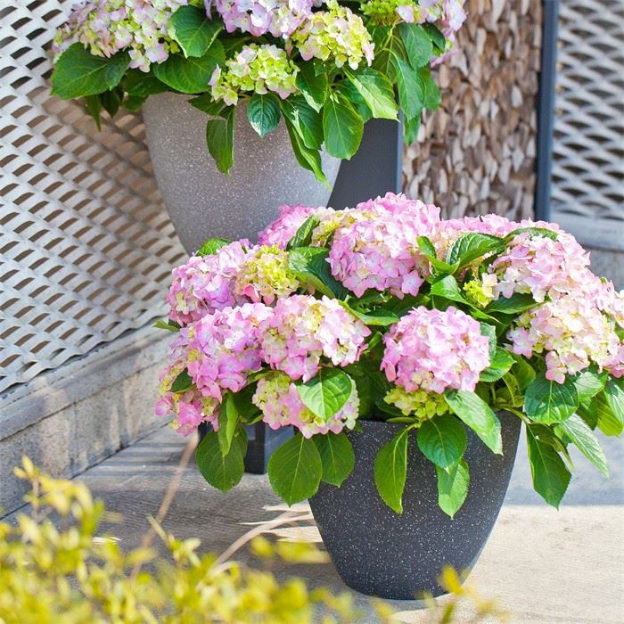 9" Plastic Flower Pot