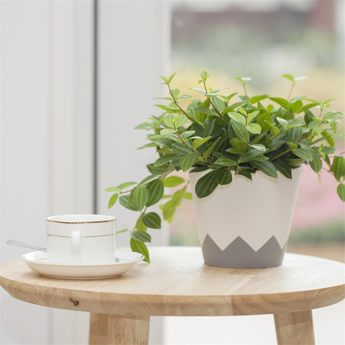6" Geometry Cover Pot
