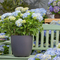 Hydrangea Self-Watering Planter