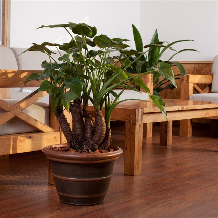product-700-700