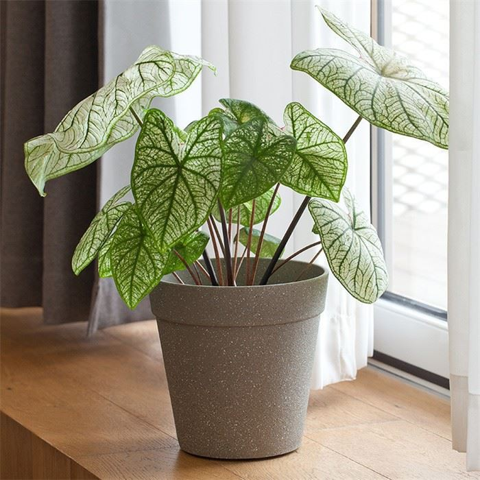 Indoor Frosted Planters