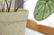 Frosted Pots Indoor Decor