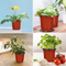 Square Thermosetting Seedling Pot