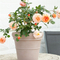 Outdoor Garden Plastic Plant Pot