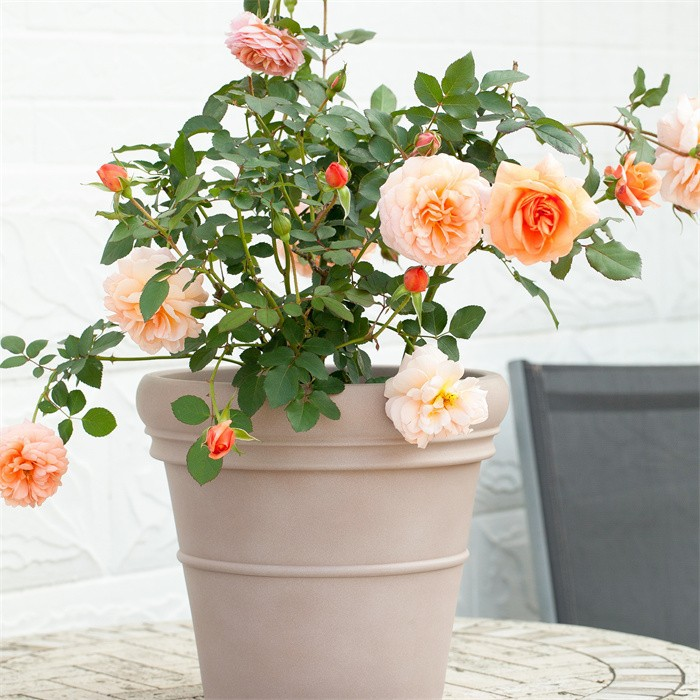 Outdoor Garden Plastic Plant Pot