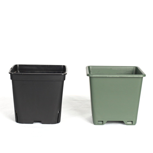Blueberry Container In Square Shape