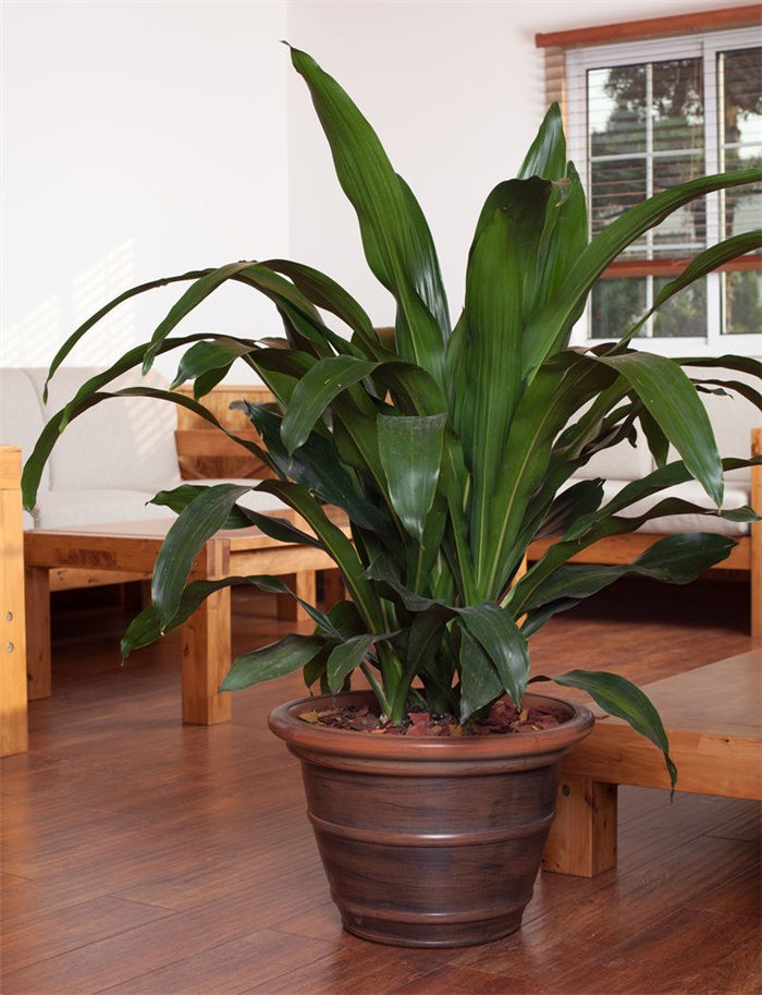 Plastic shiny flower pot05