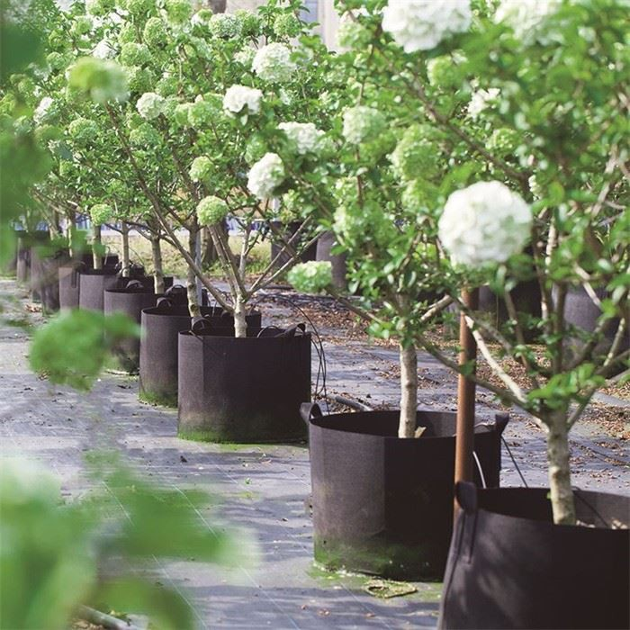 Fabric Grow Bags For Plants