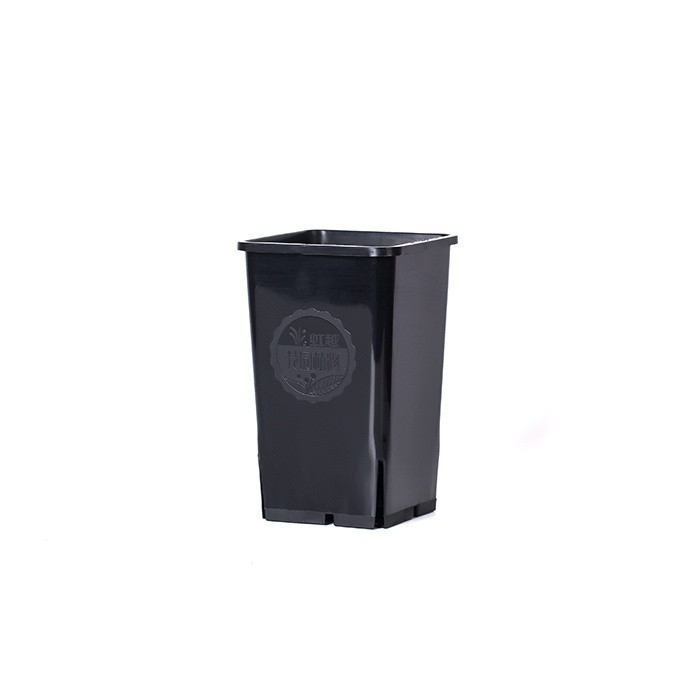Chinese Rose Plant Pot