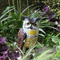 Plastic Bird Repellent Ornaments