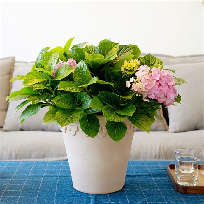 flower pots plastic06