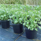 Potato Nursery Pot