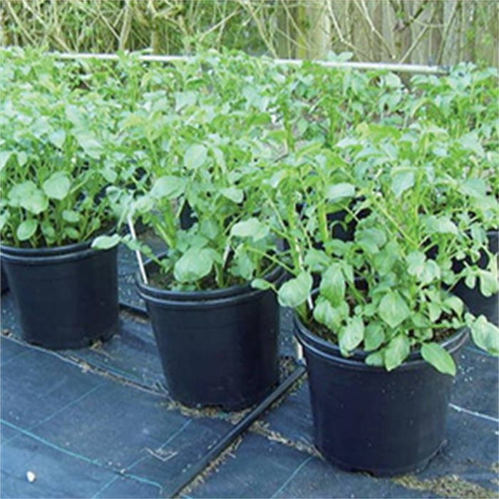 Potato Nursery Pot