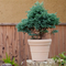 Outside Planter For Plant