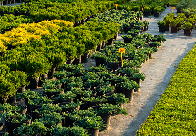 Nursery Growers 