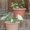 Small Resin Flower Pot
