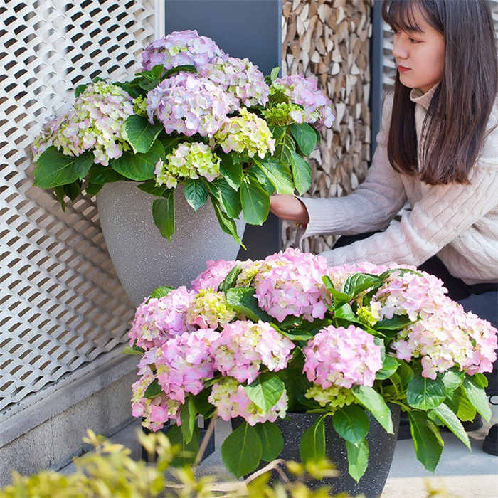 9 Plastic Flower Pot05