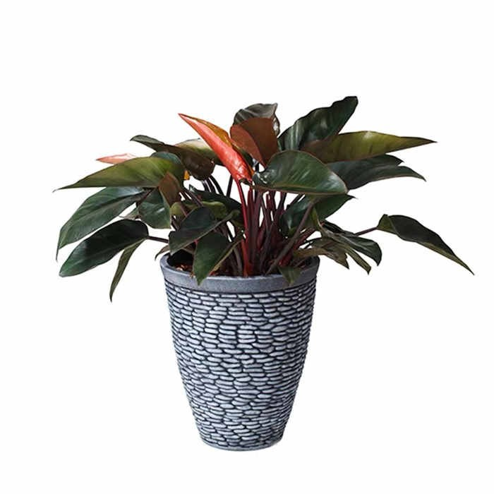 15 Plastic Plant Pot