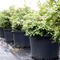 25 Gallon Nursery Plant Pot