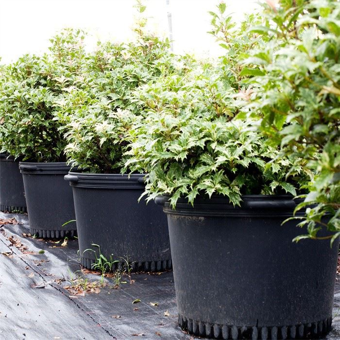25 Gallon Nursery Plant Pot