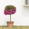 18" Carved Color Wash Planter