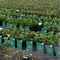 Square Plastic Plant Pot