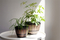Vintage-Style Wine Barrel Flowerpot