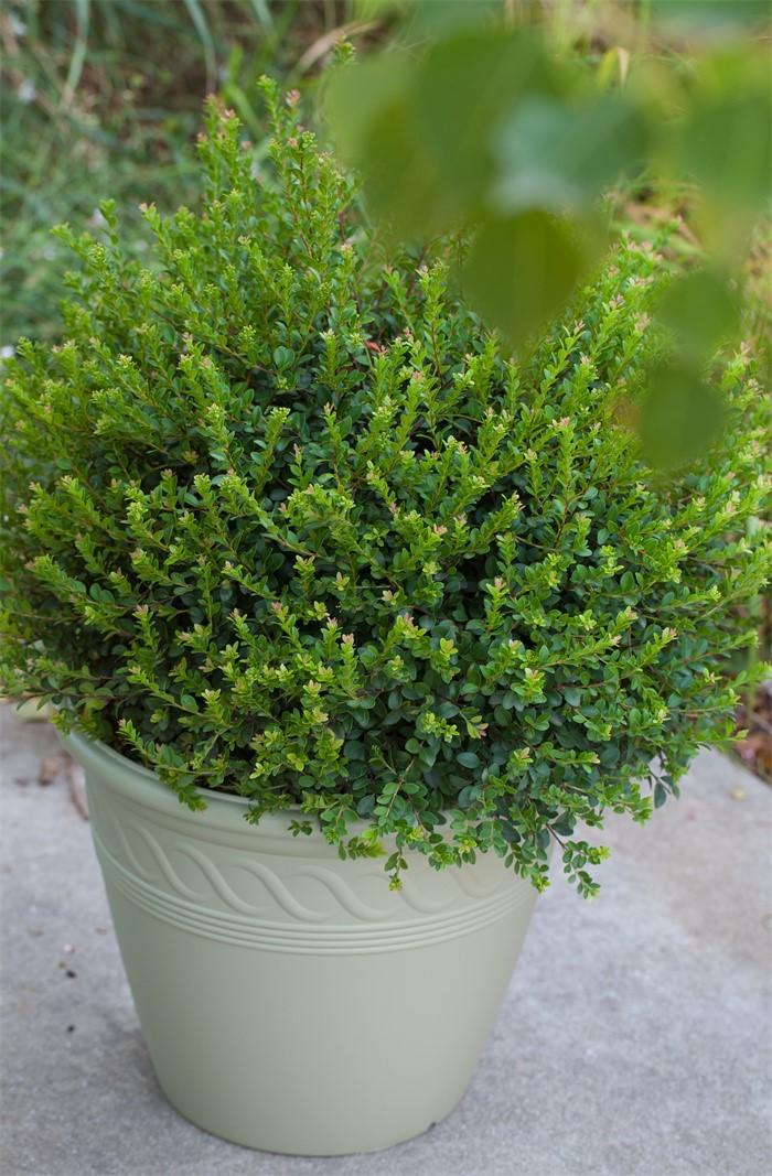 spiral decorated plant pots05