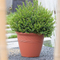 15" Spiral Planter
