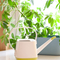 Decorative Plastic Watering Cans