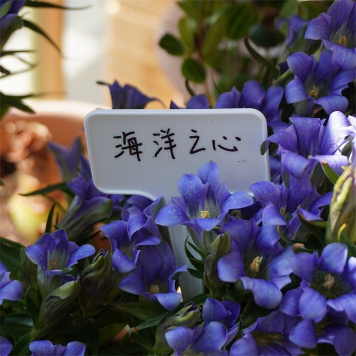 PP Plant Label