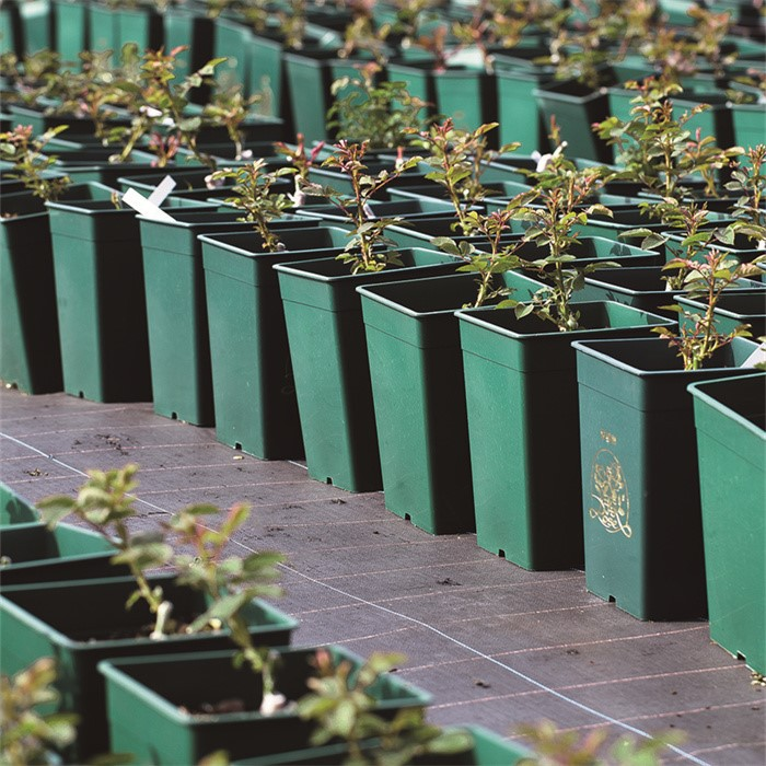 Growing Pot06