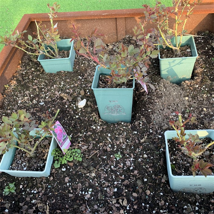 Square Growing Pot07