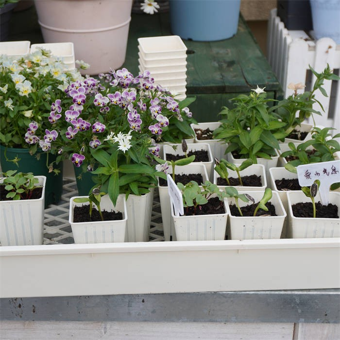 Seedling Pot Holder Tray