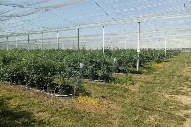 The European Blueberry Cultivation Conference Will Be Held In Milan In 2025