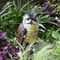 Plastic Owl Sculpture